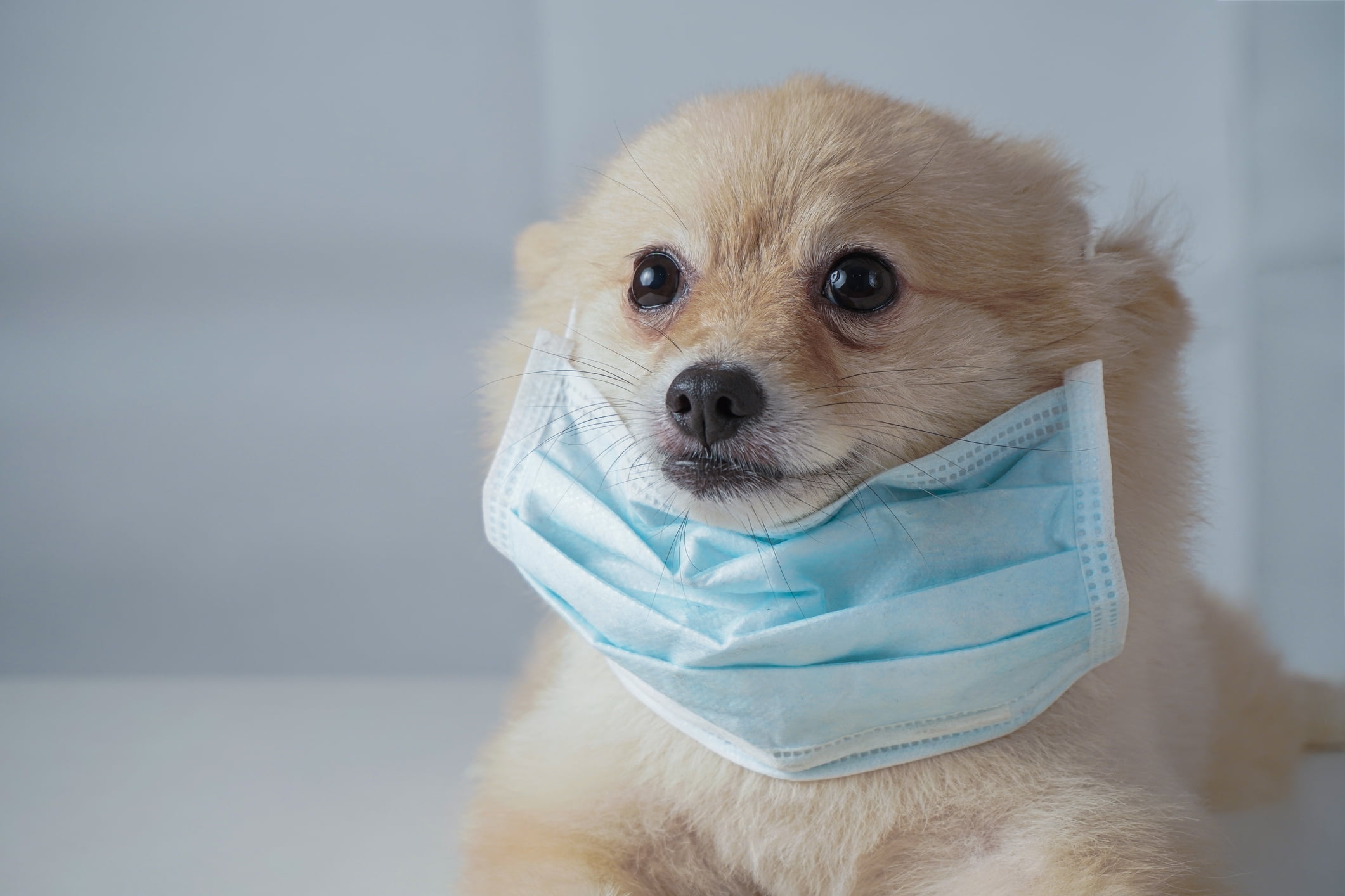 Small dog breeds or Pomeranian with brown hairs crouch or lying down on the white table with white background and wearing mask for protect a pollution PM2.5 or COVID-19 disease
